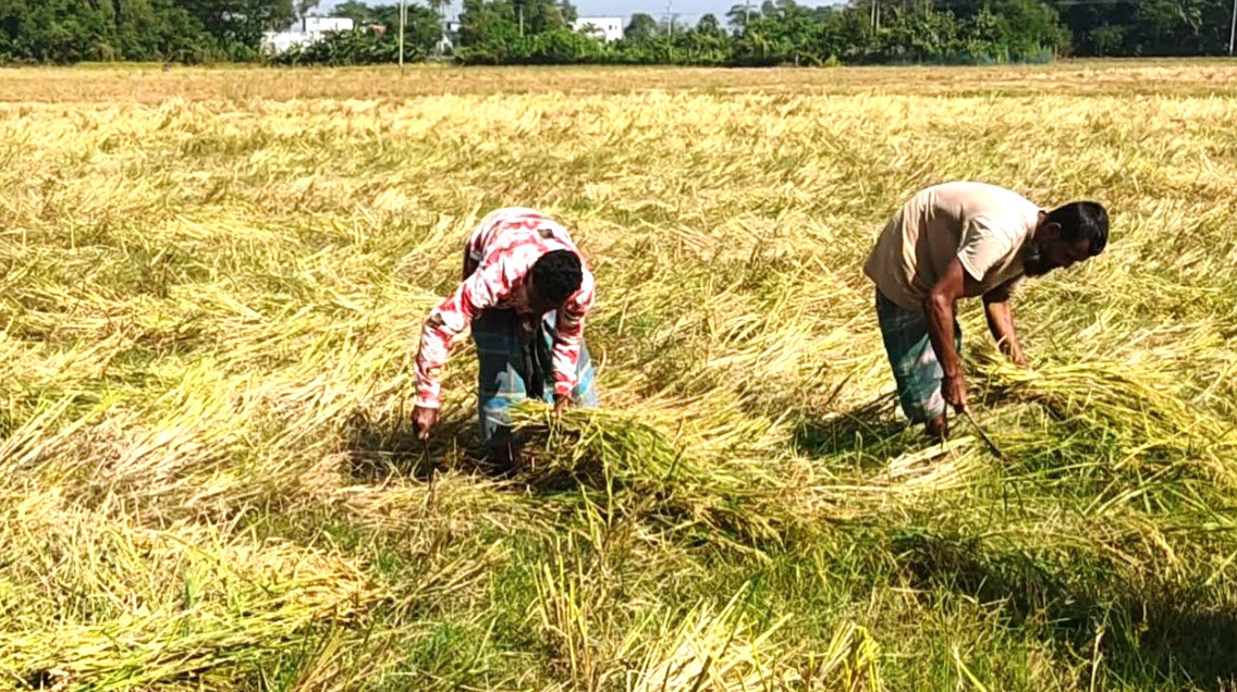 কচুয়ায় আমন ধান কাটতে ব্যস্ত সময় পাড় করছে কৃষকরা